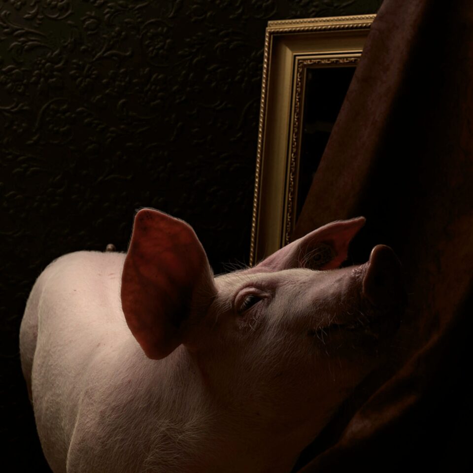 Schneeberg Landschwein - Bild