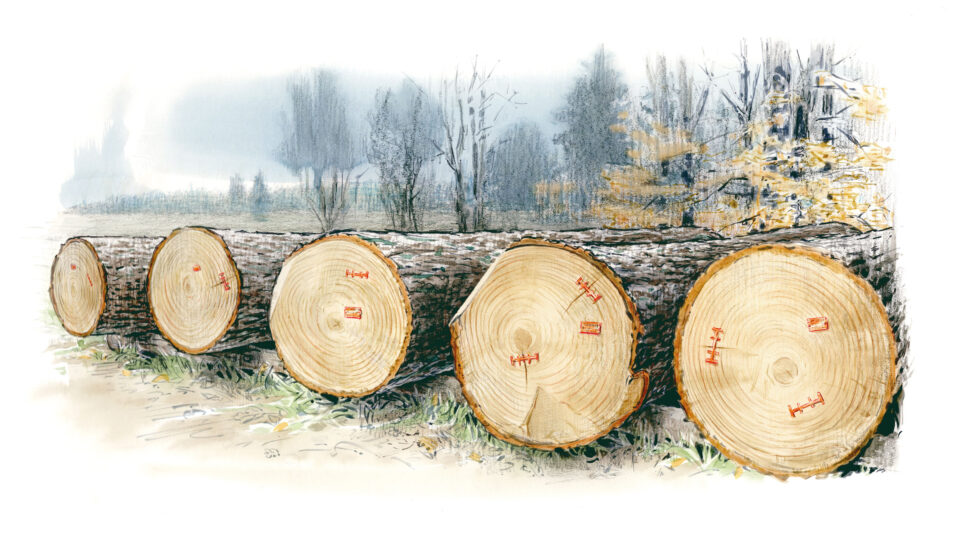 Gefällte Baumstämme mit Markierungen - Latschbacher Imagefolder Illustration
