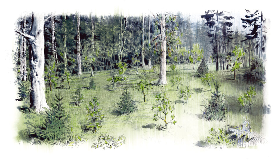 Waldlichtung mit kleinen Bäumen - Latschbacher Imagefolder Illustration